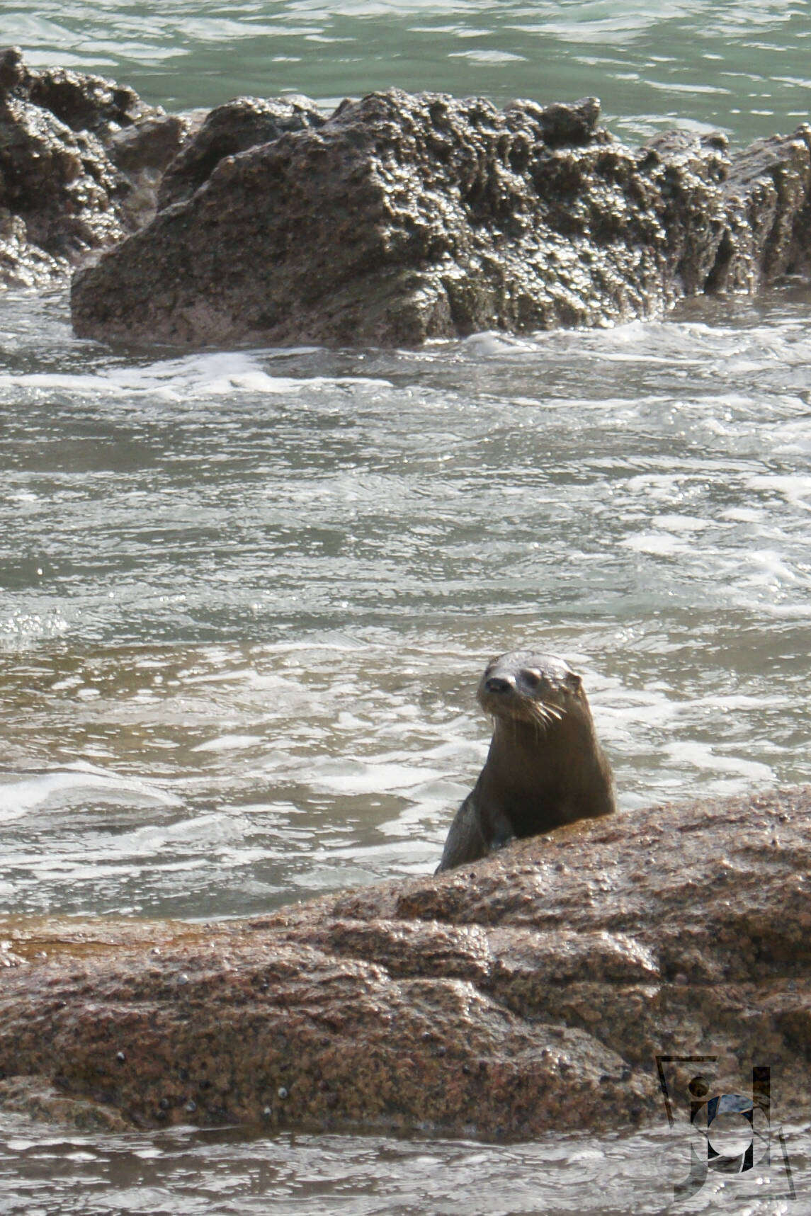 Image of Marine Otter