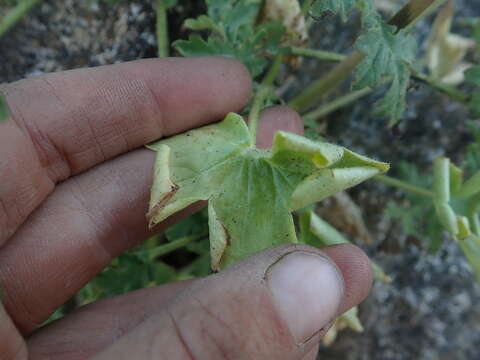 Image of Kern County larkspur