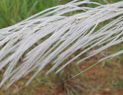 Image of Wild Sugar-Cane