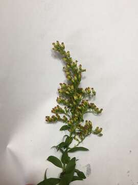 Image of Elliott's goldenrod