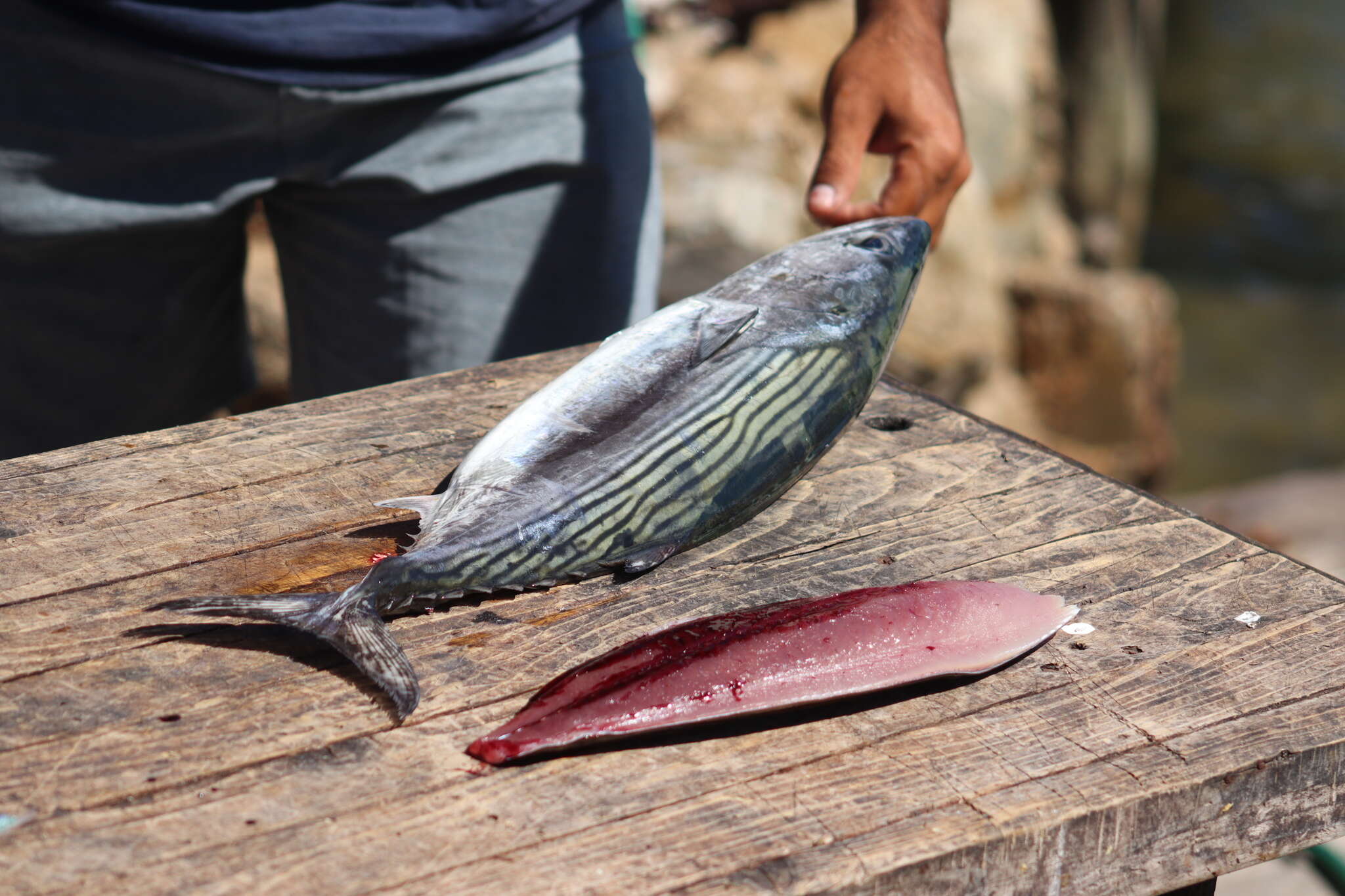 Image of Oriental Bonito