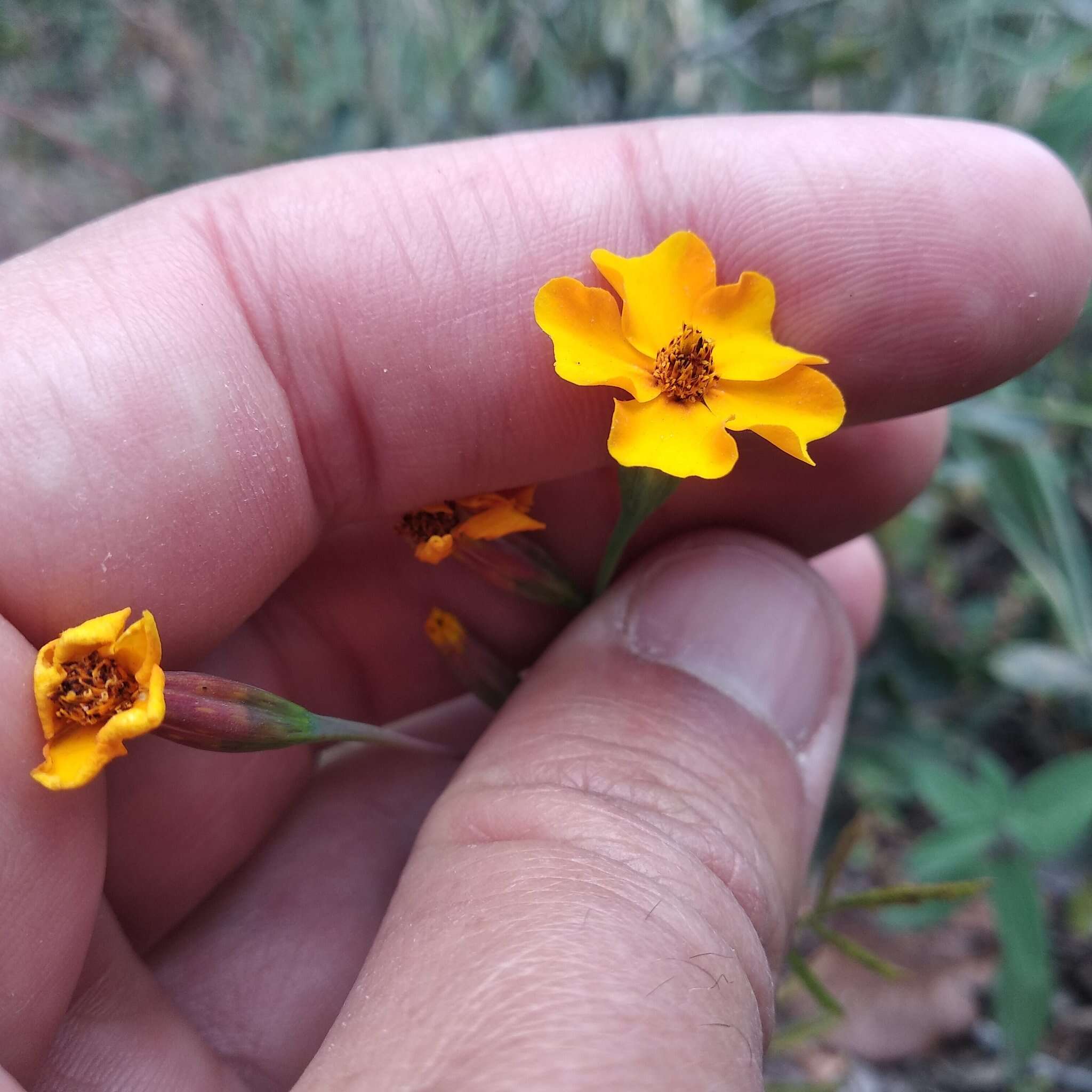 Tagetes tenuifolia Cav. resmi