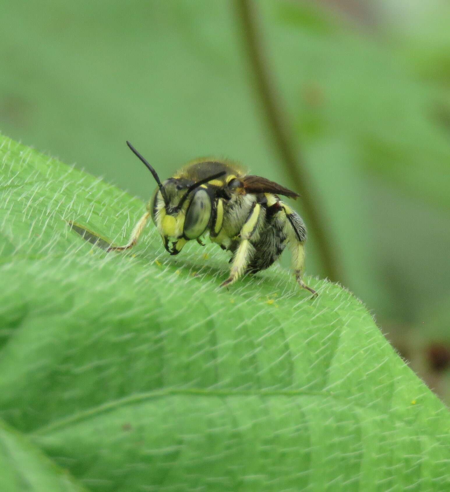 Image of Anthidium vigintiduopunctatum Friese 1904