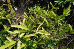 Image of Angraecum eburneum subsp. superbum (Thouars) H. Perrier