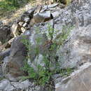 Image of Prunus prostrata var. concolor (Boissier) Lipsky