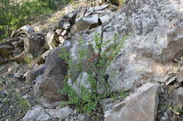 Image of Prunus prostrata var. concolor (Boissier) Lipsky