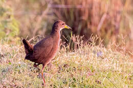 Image of Brown Crake