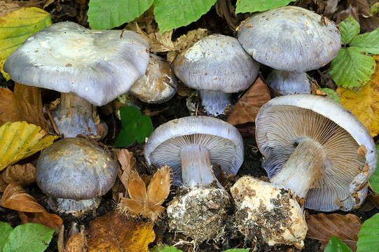 Image of Cortinarius caerulescens (Schaeff.) Fr. 1838