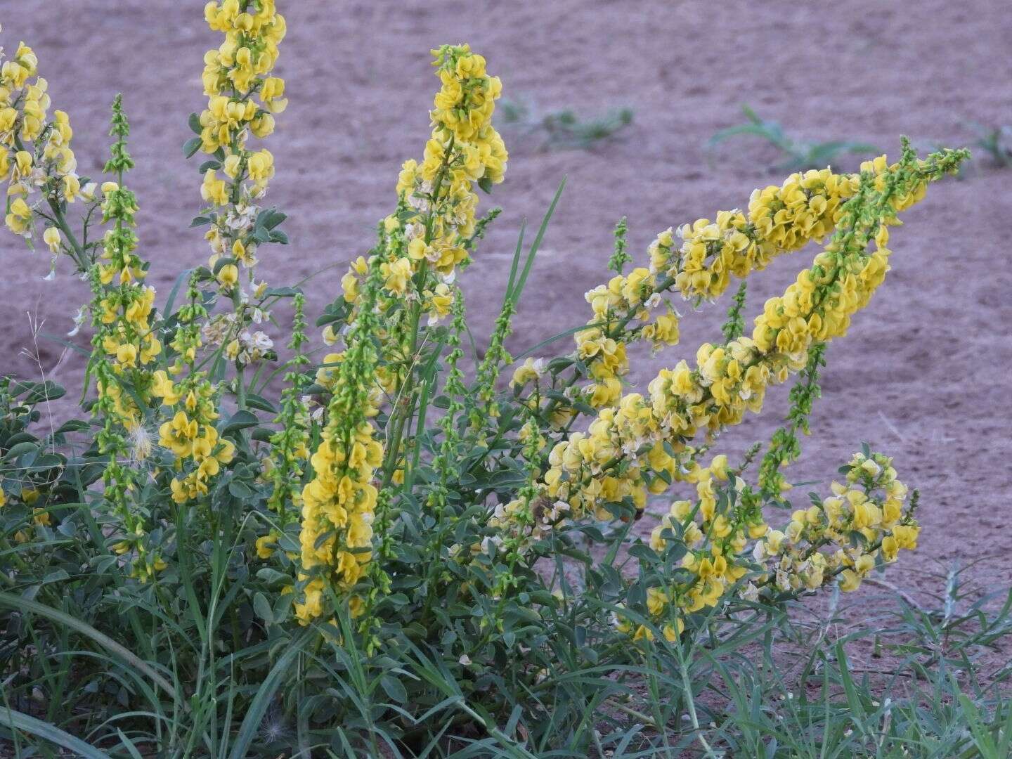 Image of Poiretia tetraphylla (Poir.) Burkart