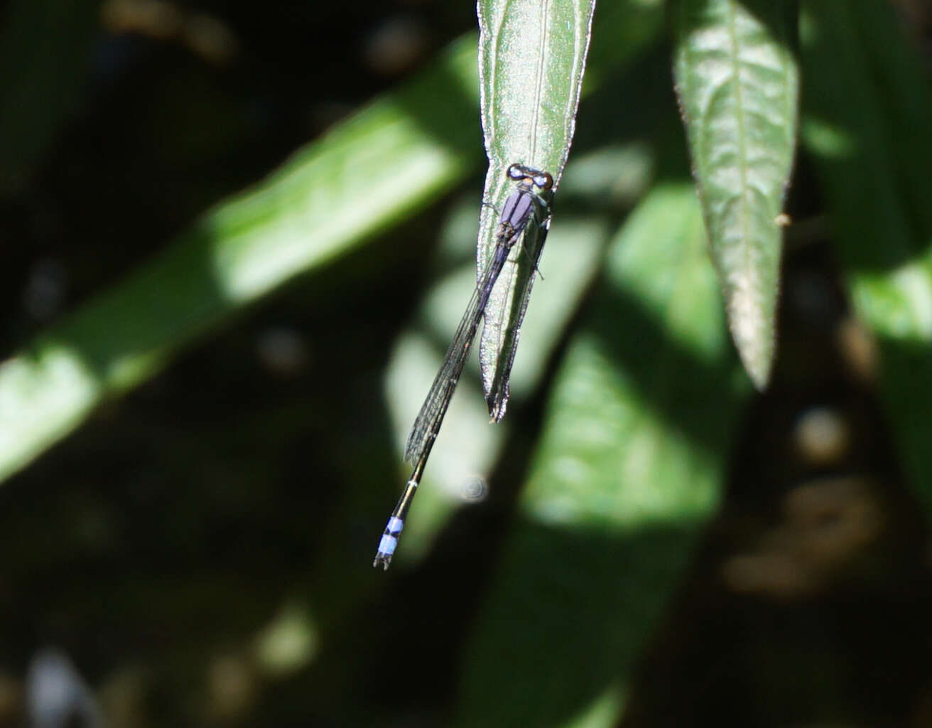 Image of Neotropical Bluet