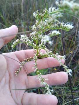 Imagem de Eupatorium leptophyllum DC.