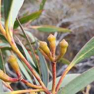 Слика од Eucalyptus burgessiana L. A. S. Johnson & Blaxell