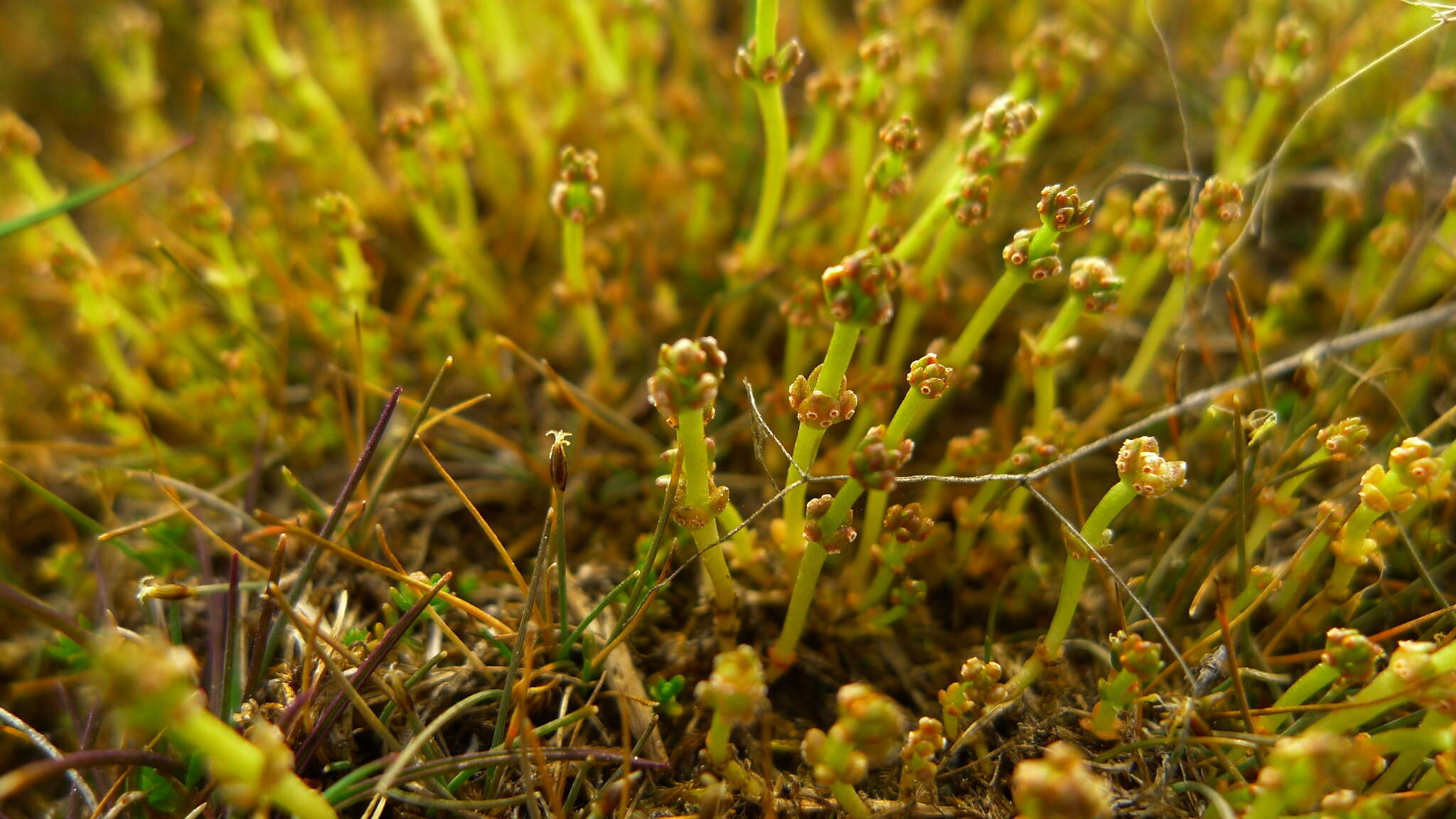 Plancia ëd Puccinia punctata Link 1816