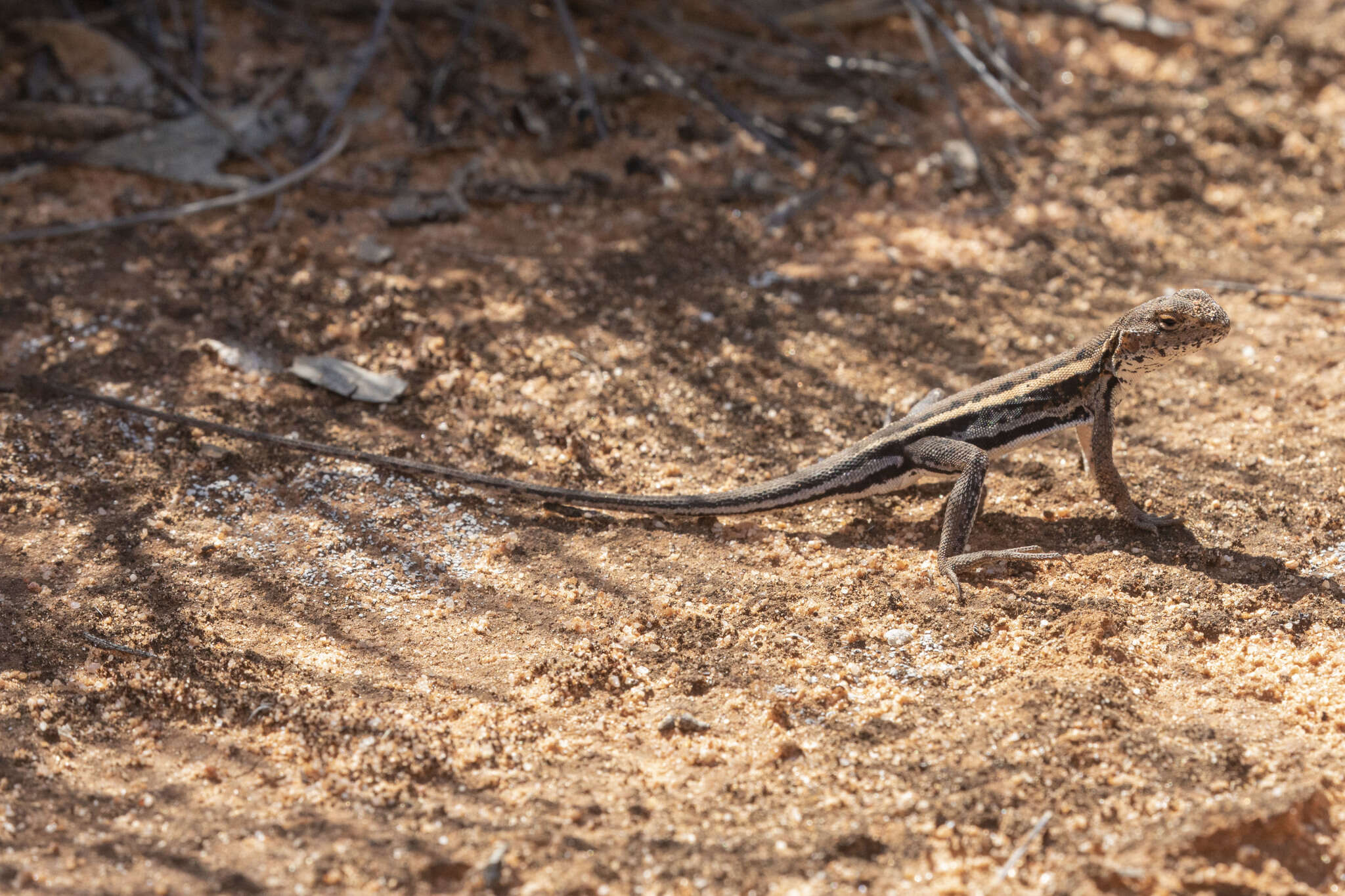 Ctenophorus fordi (Storr 1965) resmi