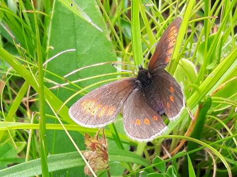 Image of Lesser Mountain Ringlet