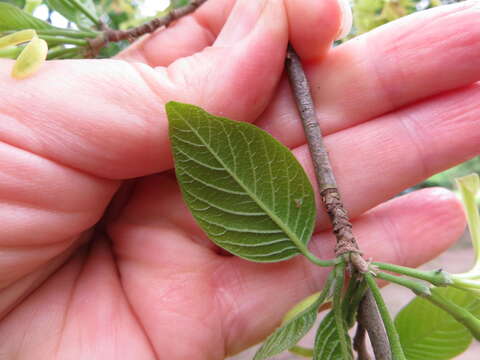 Image of Honeysuckle tree