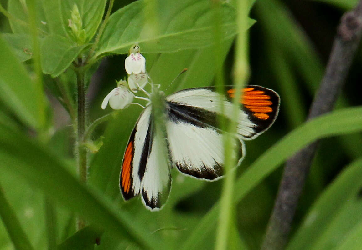 Слика од Colotis pallene (Hopffer 1855)