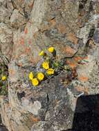 Image de Potentilla subvahliana B. A. Jurtzev