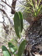 Image of Laelia furfuracea Lindl.