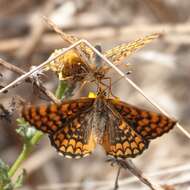 Plancia ëd <i>Melitaea deione</i>