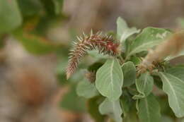 Слика од Achyranthes splendens Mart. ex Moq.