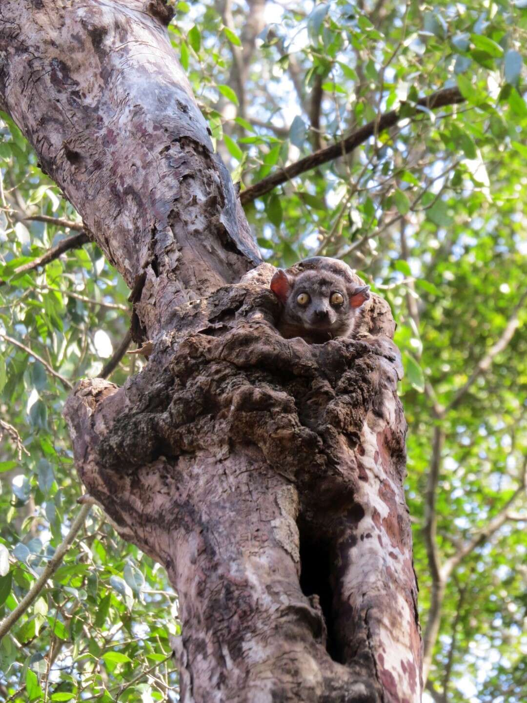 Image of Randrianasolo's Sportive Lemur