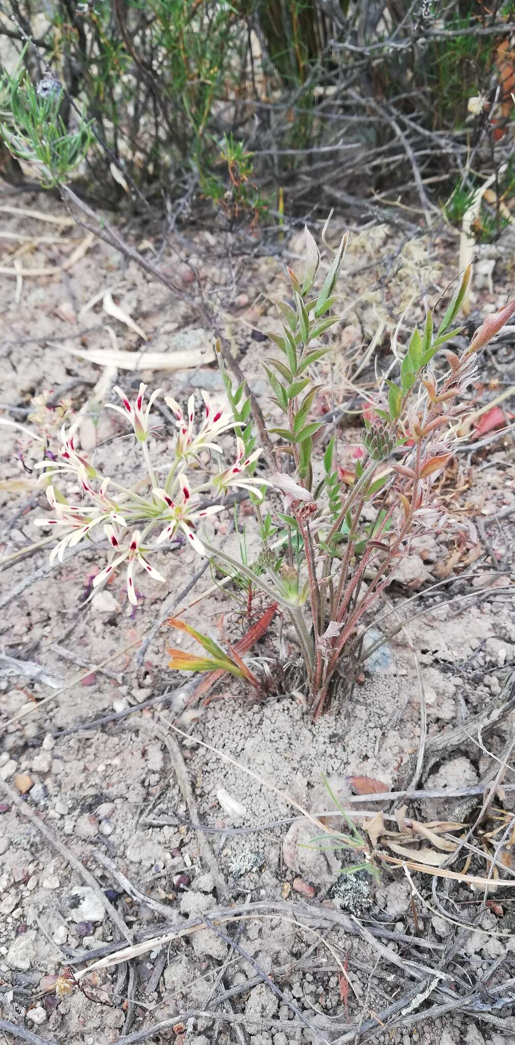 Image of Pelargonium viciifolium L'Her.