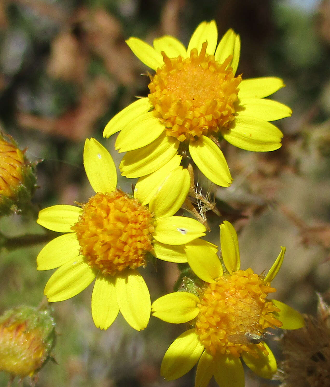 Plancia ëd Anisopappus schinzii (O. Hoffm.) Bengtson, M. Englund, Pruski & Anderb.