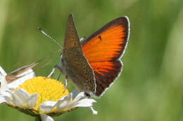 Image of <i>Lycaena hippothoe euridice</i> Rottemburg 1775