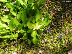 Image of Caltha appendiculata Pers.