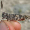 Image of Campestral grasshopper