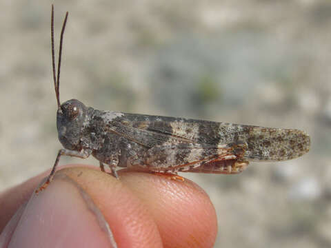 Image of Campestral grasshopper