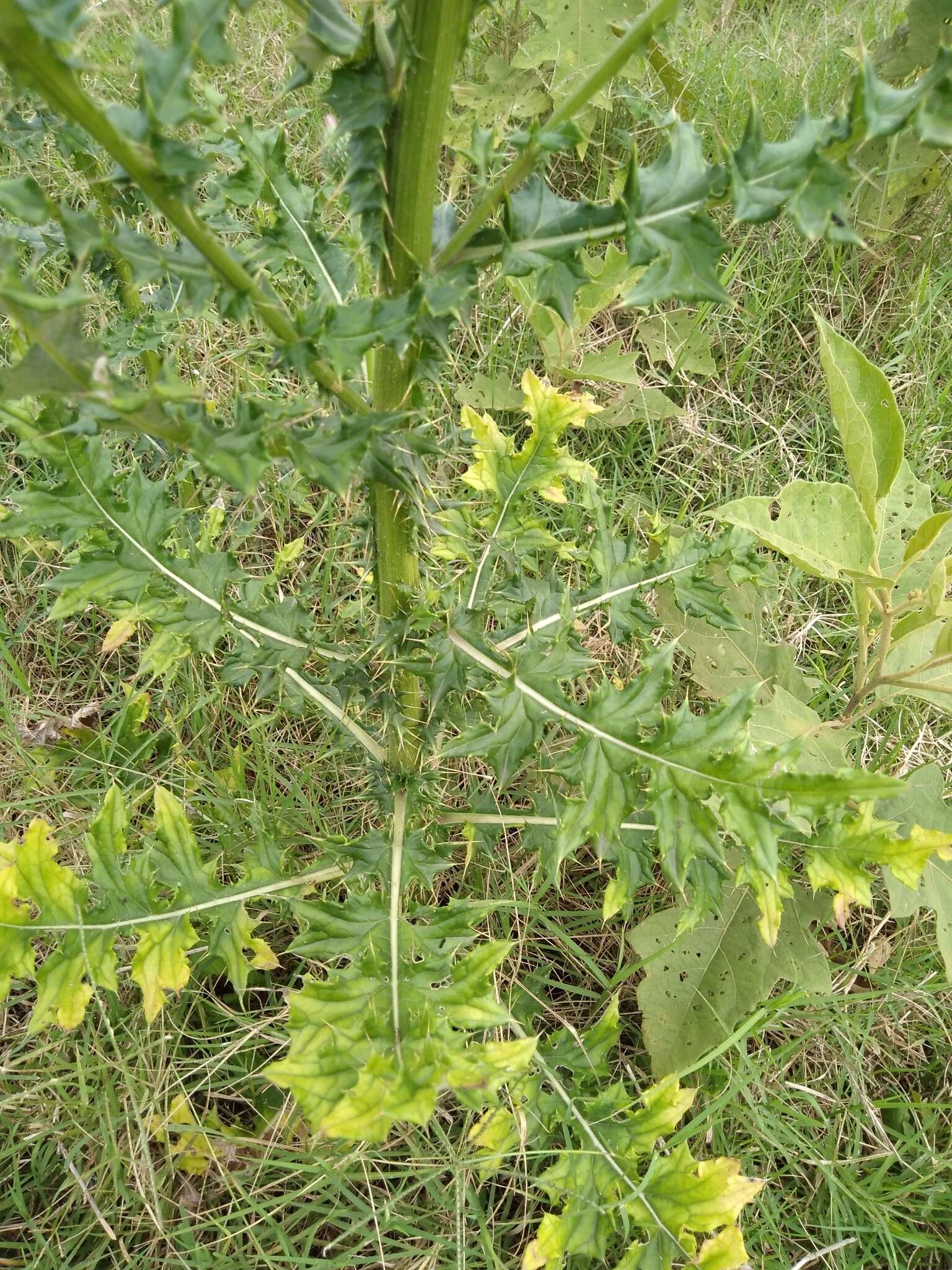 Plancia ëd Cirsium mexicanum DC.