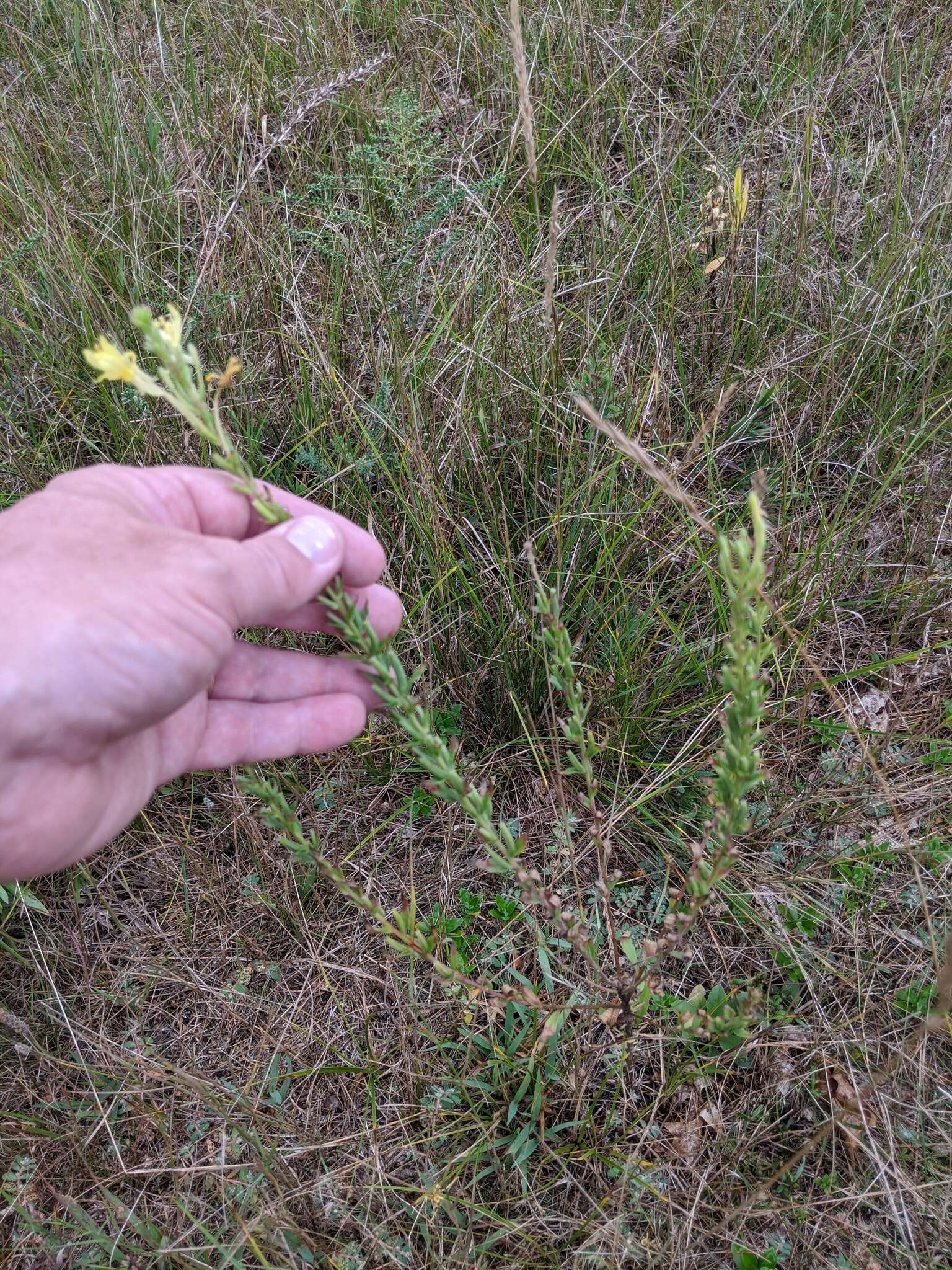 Oenothera clelandii W. Dietrich, P. H. Raven & W. L. Wagner的圖片