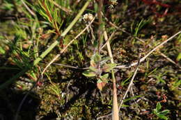 Слика од Phyllopodium capillare (L. fil.) O. M. Hilliard