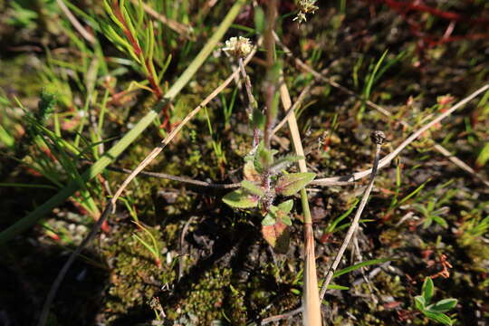 Image of Phyllopodium capillare (L. fil.) O. M. Hilliard