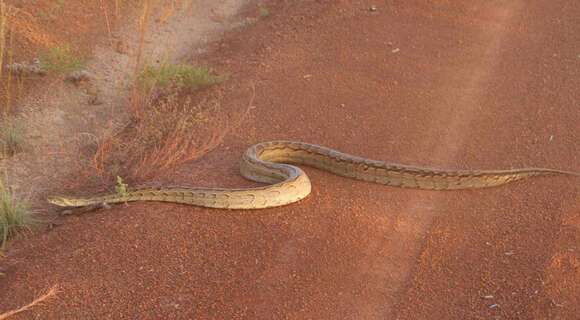 Image of African rock python