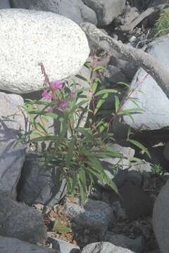 Image of Narrow-Leaf Fireweed