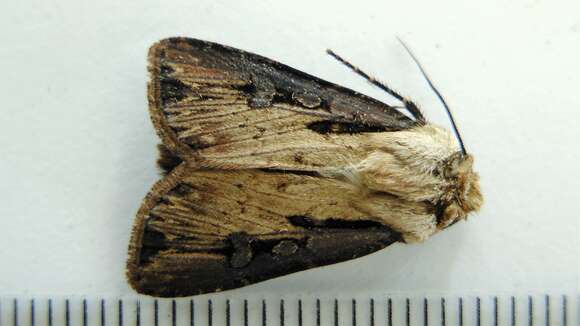 صورة Agrotis volubilis Harvey 1874