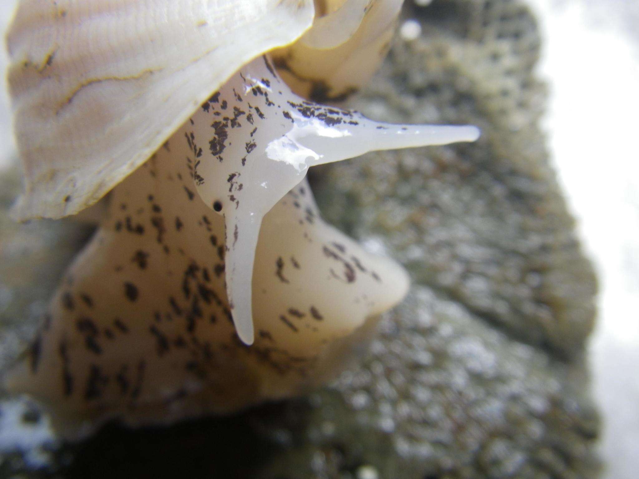 Image of Sinuous whelk