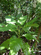 Image of burr daisytree