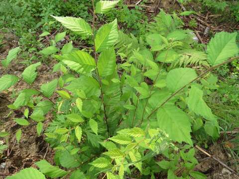 Sivun Ulmus davidiana Planch. kuva