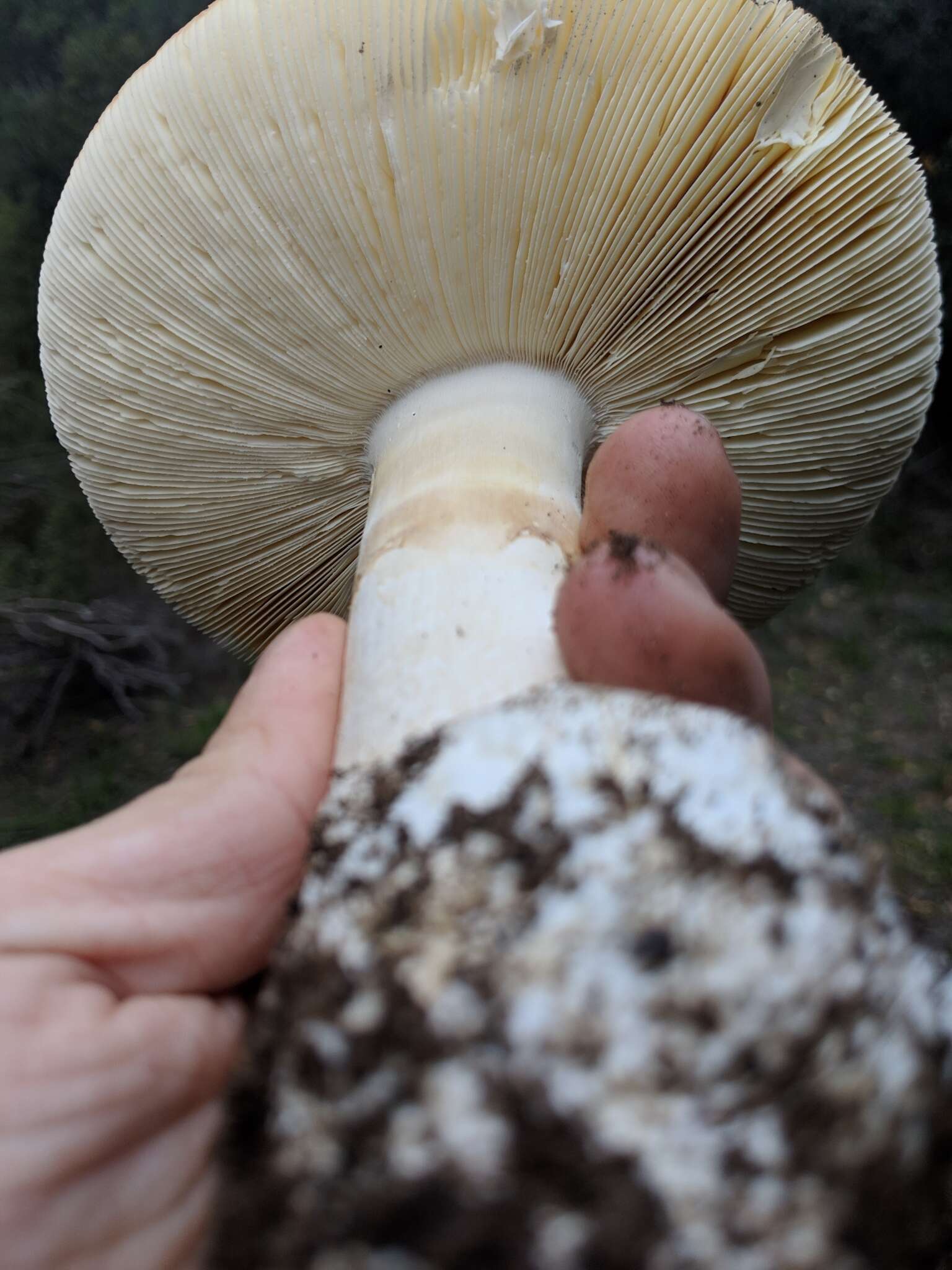 Image of Amanita vernicoccora Bojantchev & R. M. Davis 2011