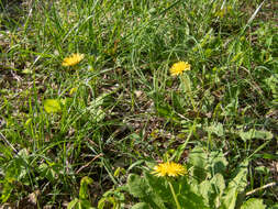 Image of Taraxacum platycarpum Dahlst.