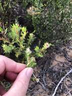 Image of Diosma arenicola I. Williams