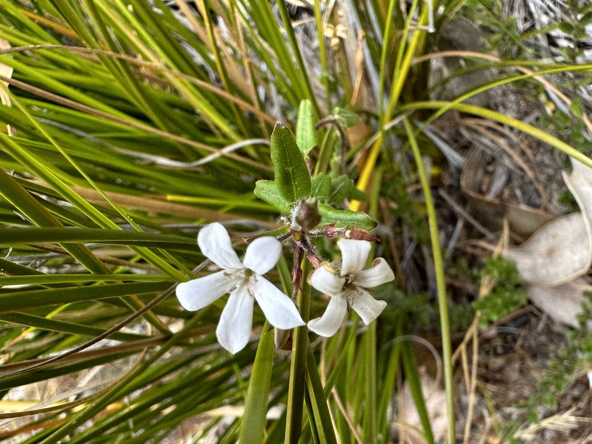 Image de Marianthus laxiflorus Benth.