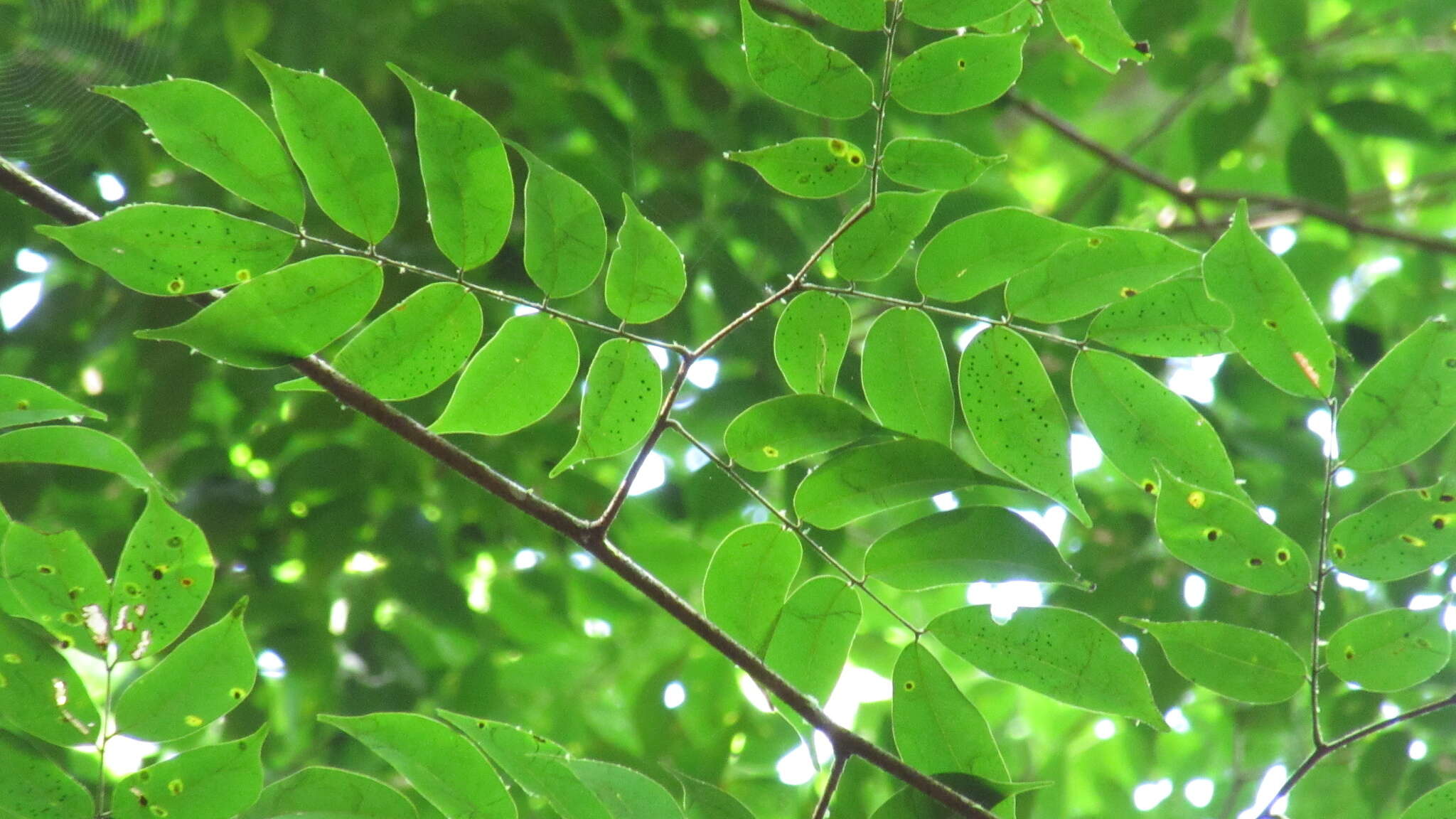 Image of Copaifera aromatica Dwyer