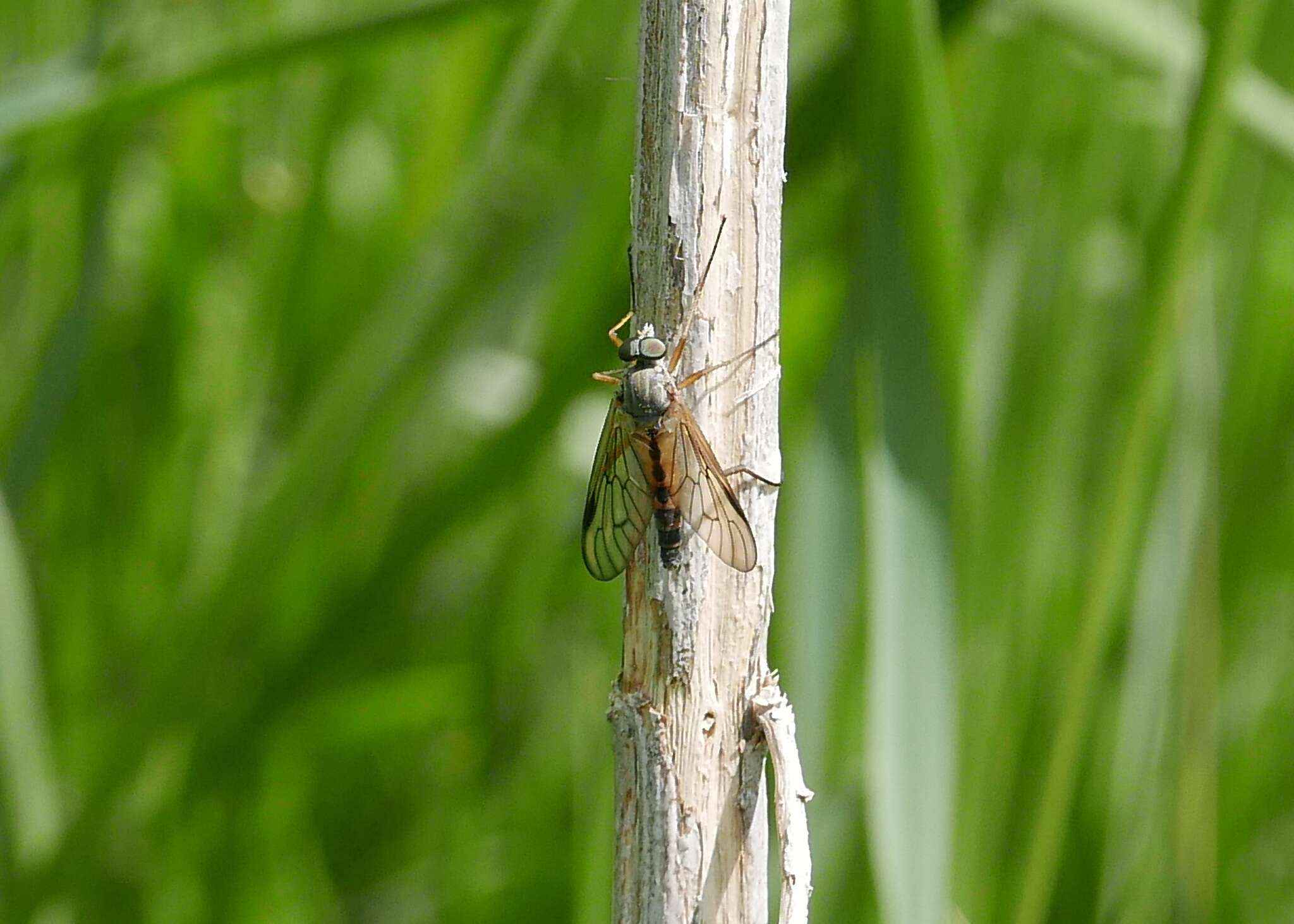 Image of Rhagio vitripennis