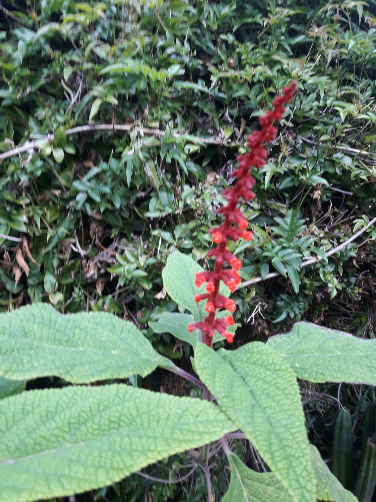 Image of Salvia confertiflora Pohl