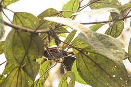 Image of Fraser's Spinetail